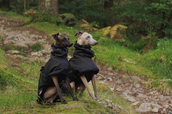 whippet greyhound coat