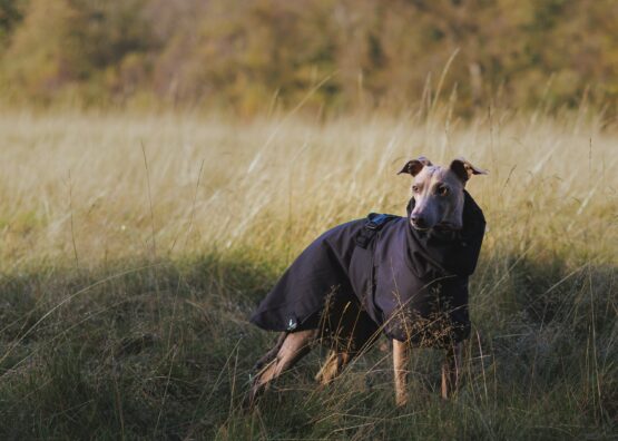 whippet greyhound coat