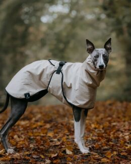 whippet greyhound coat