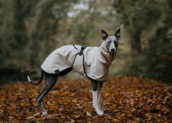 whippet greyhound coat