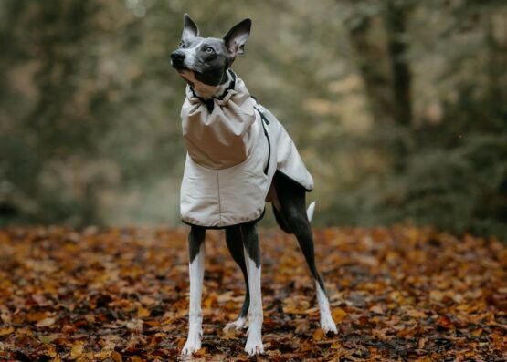 whippet greyhound coat
