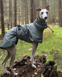 whippet greyhound coat