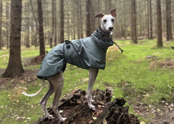 whippet greyhound coat
