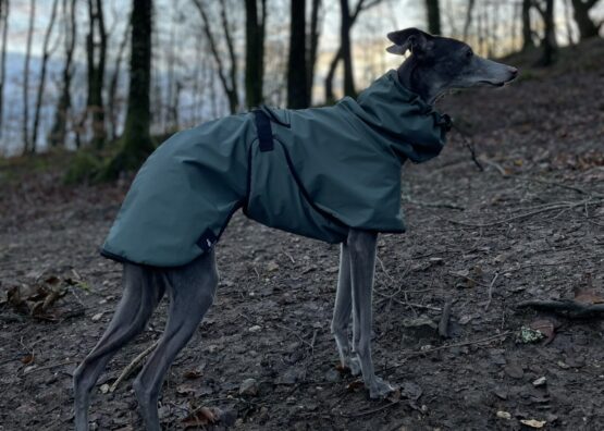whippet greyhound coat