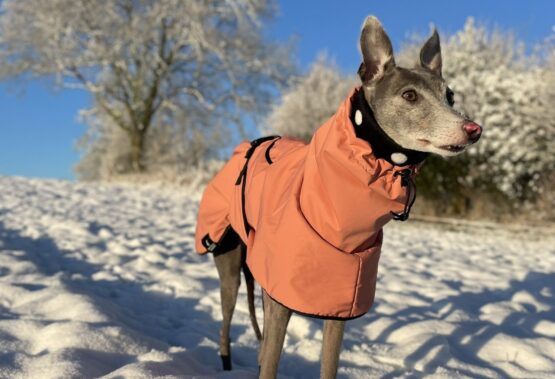 whippet greyhound coat
