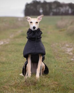 whippet greyhound coat