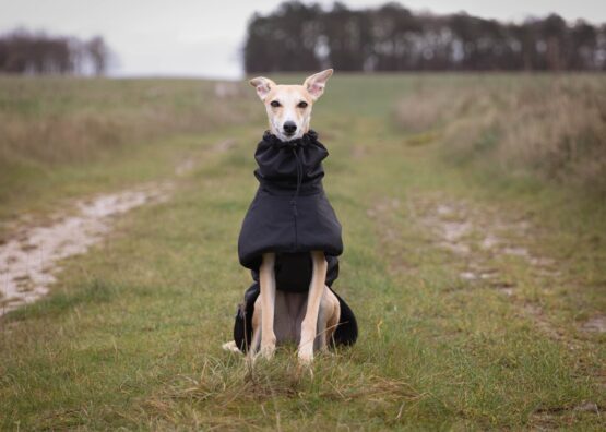 whippet greyhound coat