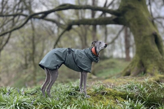 whippet greyhound coat