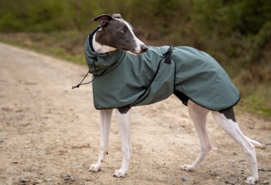 whippet greyhound coat