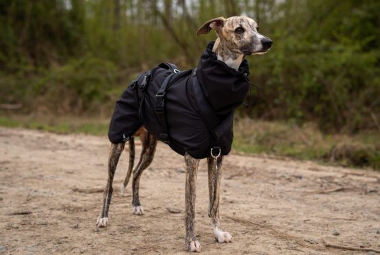 whippet greyhound coat