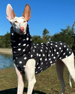 whippet greyhound jumper