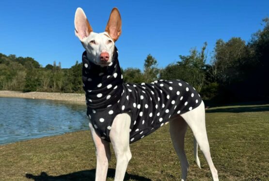 whippet greyhound jumper