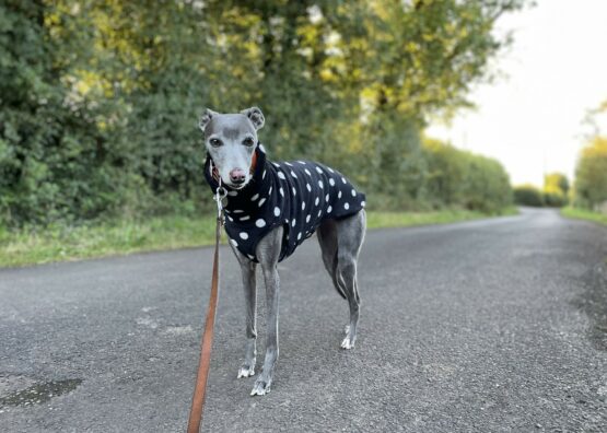 whippet greyhound jumper