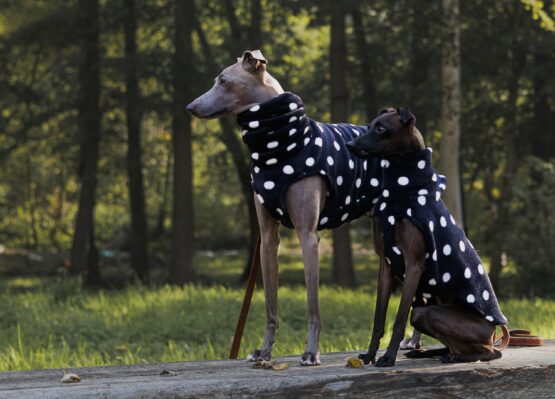 whippet greyhound jumper