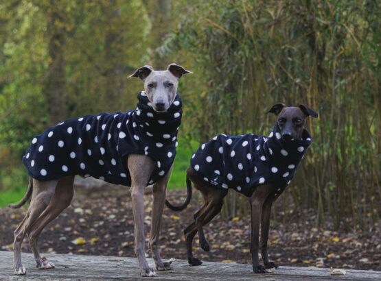 whippet greyhound jumper
