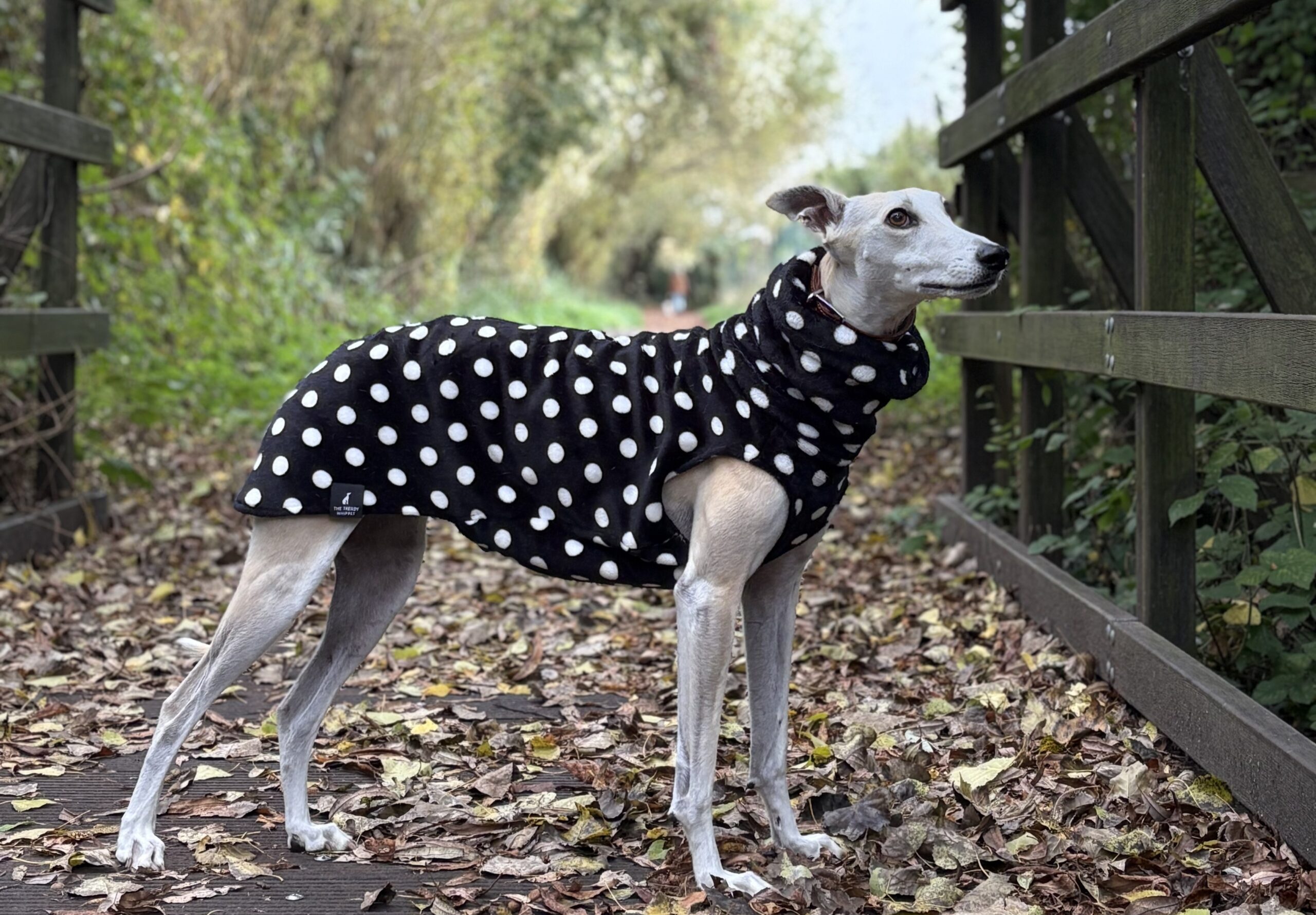 whippet greyhound jumper