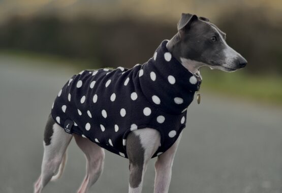 whippet greyhound jumper