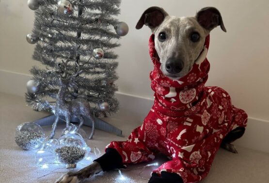 whippet greyhound jumper