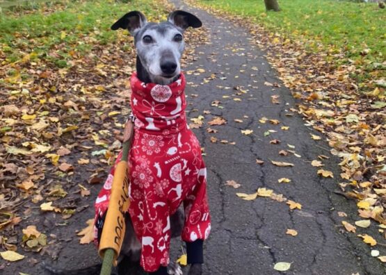 whippet greyhound jumper