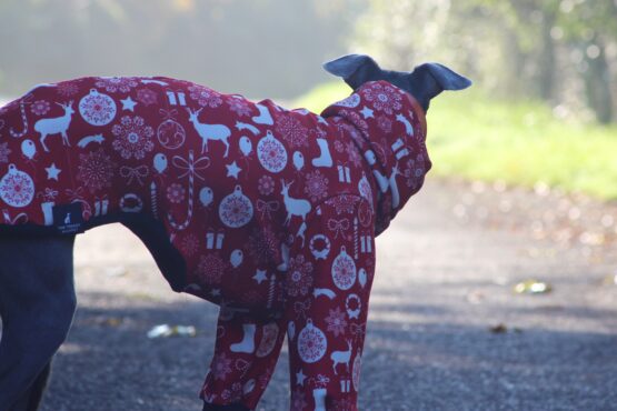 whippet greyhound jumper
