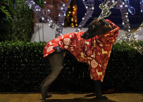 whippet greyhound jumper