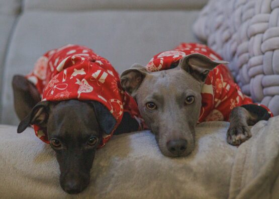 whippet greyhound jumper