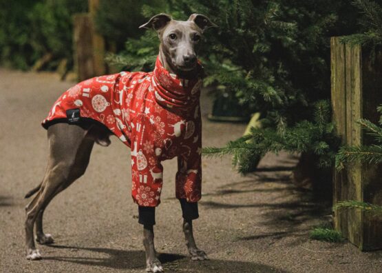 whippet greyhound jumper