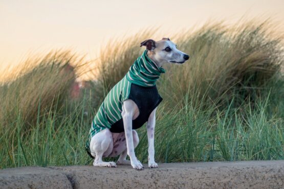 whippet greyhound jumper