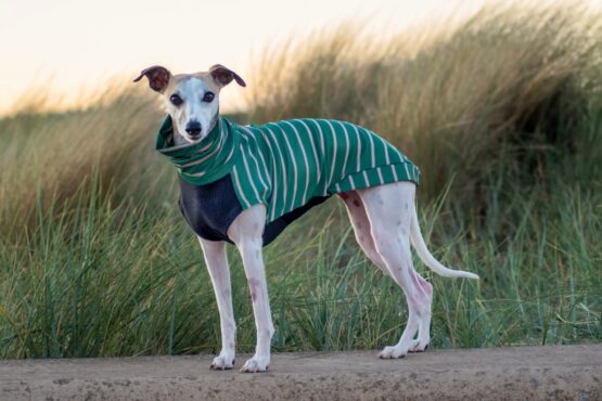 whippet greyhound jumper