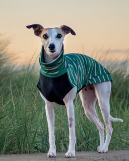 whippet greyhound jumper