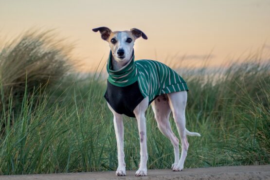whippet greyhound jumper