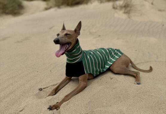whippet greyhound jumper