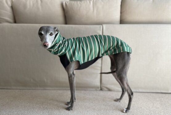 whippet greyhound jumper