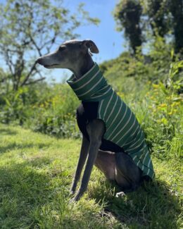 whippet greyhound jumper