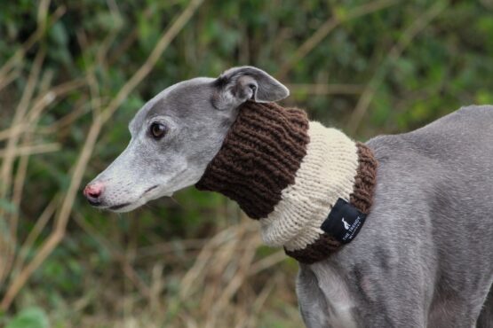 whippet greyhound snood