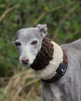 whippet greyhound snood