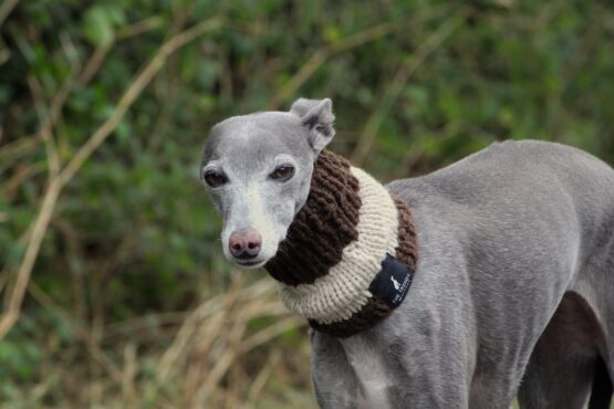 whippet greyhound snood