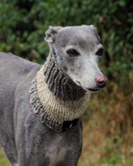 whippet greyhound snood