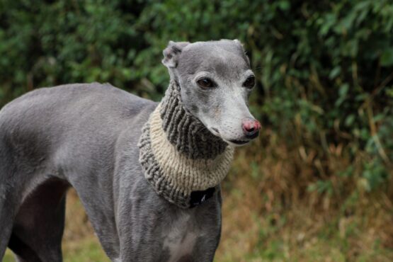 whippet greyhound snood