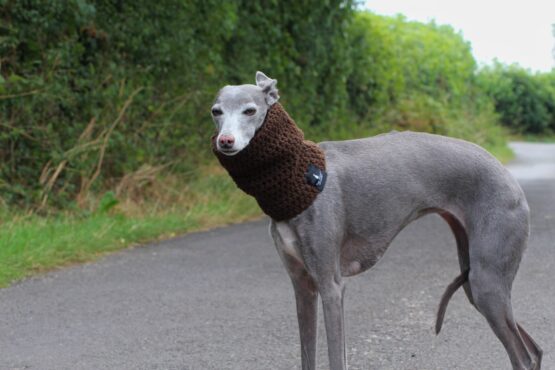 whippet greyhound snood