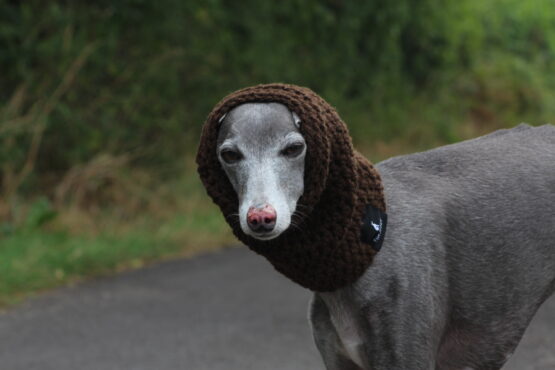 whippet greyhound snood