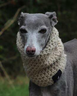 whippet greyhound snood