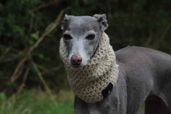 whippet greyhound snood
