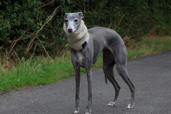 whippet greyhound snood