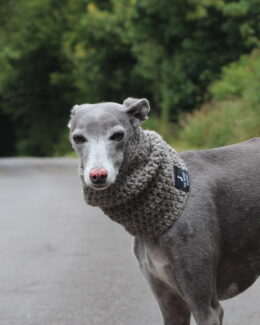 whippet greyhound snood