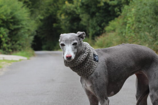 whippet greyhound snood