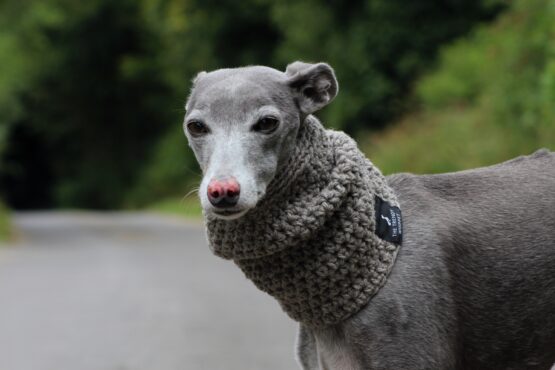 whippet greyhound snood
