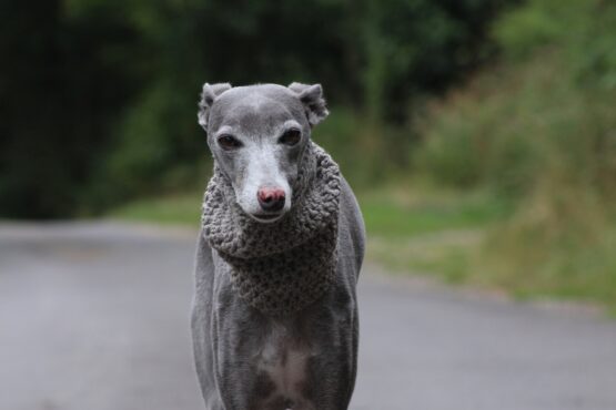 whippet greyhound snood