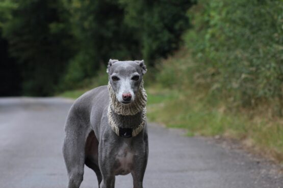 whippet greyhound snood