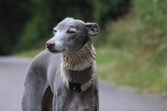 whippet greyhound snood